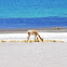 Vicuna