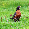 American Robin