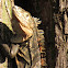Iguana