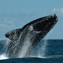 Southern Right Whale