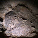 Bivalvle Fossil