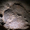 Bivalvle Fossil