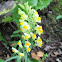 Toadflax