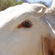 vaca