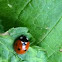 Ladybug