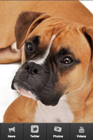 We Love Boxer Dogs