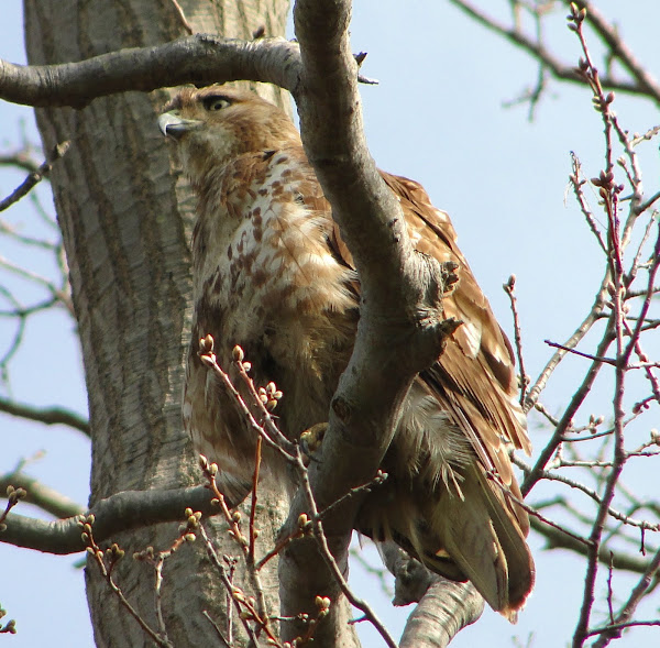 Red-Tailed Hawk (juvenile) | Project Noah