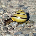 Grove Snail / Brown-lipped Snail