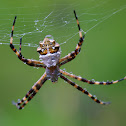 Silver Argiope