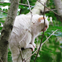 Black-tufted marmoset