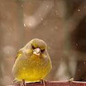 European Greenfinch, male