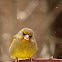 European Greenfinch, male
