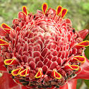 Etlingera elatior