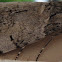 Hawk Moth