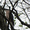 Coopers Hawk