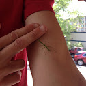 Praying Mantis
