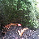 Fungus