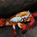 Sally light-foot crab