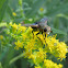 Tachinid Fly