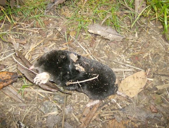 Spotting Image 1