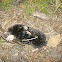 Coast Mole