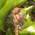 Spot winged Glider (dragonfly)