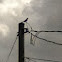 Northern Mockingbird