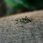 blackspotted pliers support beetle