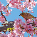 Japanese White-eye