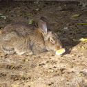 European rabbit