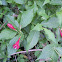 Weigela