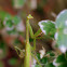 Praying Mantis