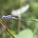 Spreadwing Damselfly