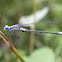 Spreadwing Damselfly