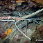 Painted Spiny Lobster