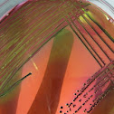 Bacteria