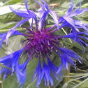 Perennial Cornflower