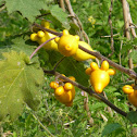 Nipple Fruit 乳茄 (五代同堂)