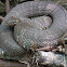 Northern Water Snake