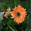 Gerbera Daisy