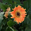 Gerbera Daisy