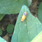 Goldenrod Soldier Beetle