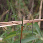winged stick insect