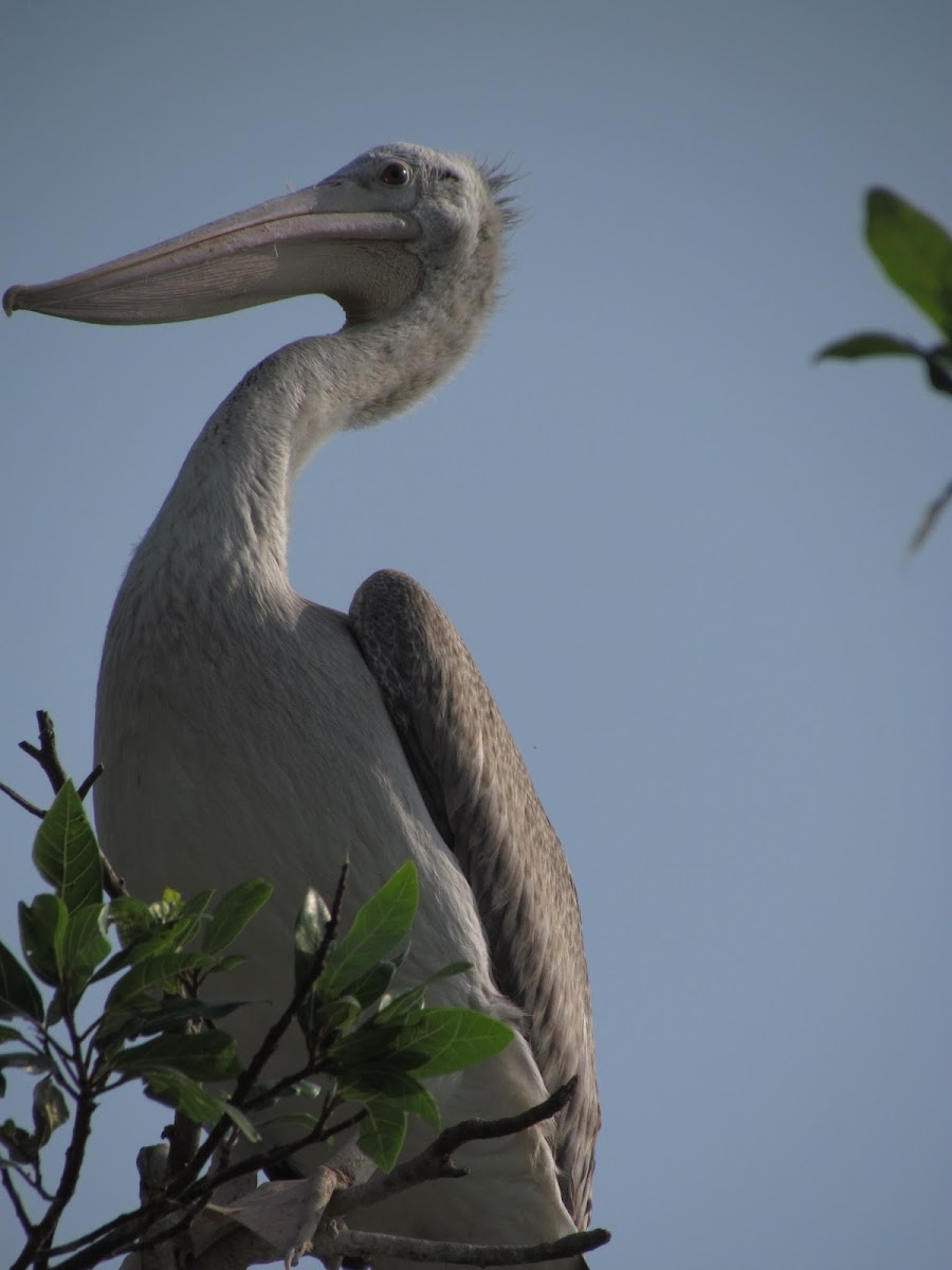 Spot-Billed Pelican