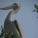 Spot-Billed Pelican