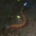 Northern water snake