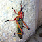 Common Milkweed Locust