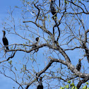 Double-crested cormorant