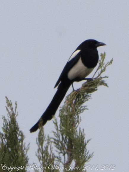Spotting Image 1