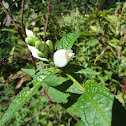 Turtlehead